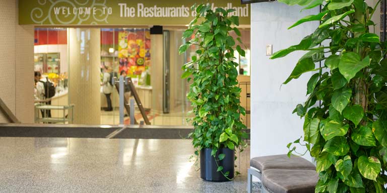 森林的入口四边形食堂。