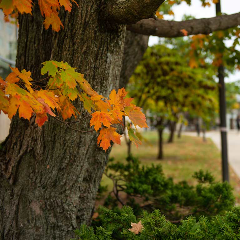 近处的树在秋天。